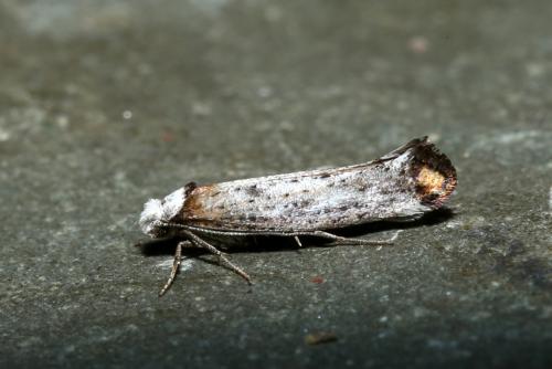 Pseudoswammerdamia combinella